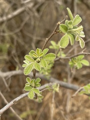 Searsia pyroides pyroides