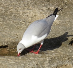 Chroicocephalus cirrocephalus poiocephalus