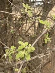 Searsia pyroides pyroides