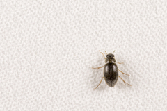 Berosus
