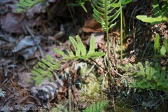 Polypodium appalachianum