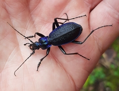 Carabus intricatus
