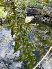 Egeria densa