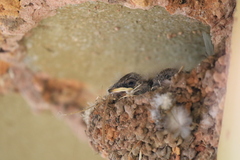 Ptyonoprogne fuligula