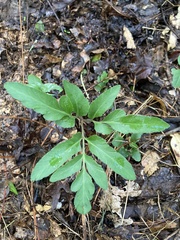 Sceptridium biternatum