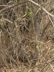 Searsia pyroides pyroides