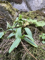 Neotinea maculata image