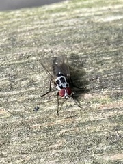 Anthomyia procellaris