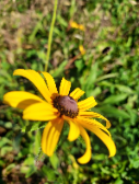 Rudbeckiinae