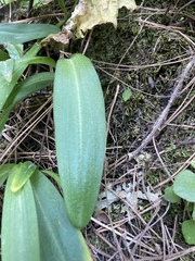 Neotinea maculata image