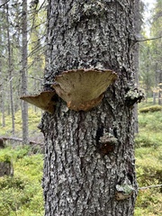Phellinus chrysoloma