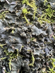 Peltigera