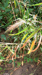 Elymus canadensis