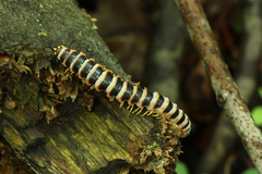 Arthrophaga myriapodina