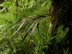 Epidendrum hymenodes