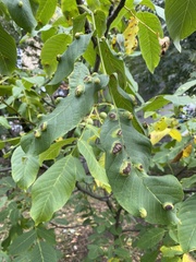 Aceria erinea