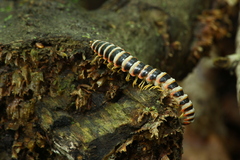 Arthrophaga myriapodina