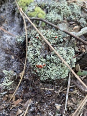 Cladonia cristatella