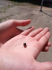 Armadillidium vulgare