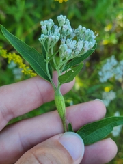 Neolasioptera perfoliata