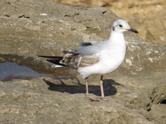 Chroicocephalus cirrocephalus poiocephalus