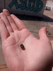 Armadillidium vulgare