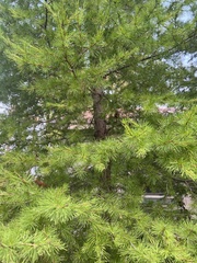 Larix occidentalis