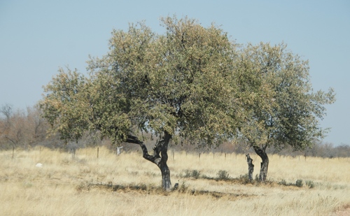 Leadwood (Combretum imberbe)