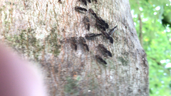 Cerastipsocus venosus