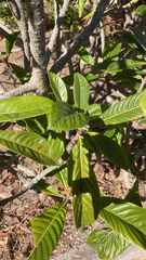 Eriobotrya japonica