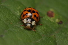 Harmonia axyridis
