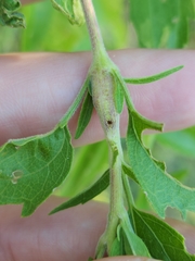 Neolasioptera perfoliata
