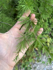 Larix occidentalis