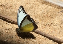 Appias lyncida vasava