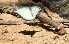 Appias lyncida vasava