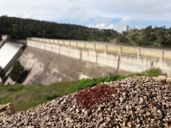 Pogonomyrmex barbatus