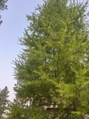 Larix occidentalis