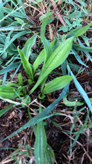 Plantago lanceolata