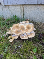 Armillaria mellea