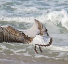 Chroicocephalus cirrocephalus poiocephalus
