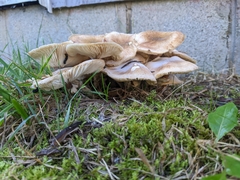 Armillaria mellea