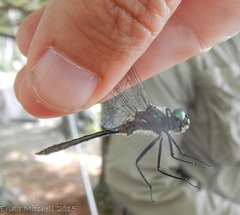Dorocordulia lepida