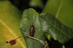 Ectobius vittiventris