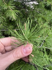 Larix occidentalis