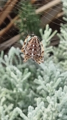 Araneus diadematus