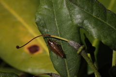 Ectobius vittiventris