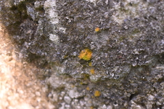 Trentepohlia aurea