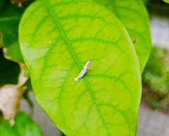 Culladia hastiferalis