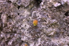 Trentepohlia aurea
