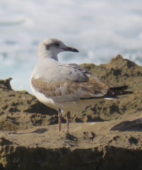 Chroicocephalus cirrocephalus poiocephalus